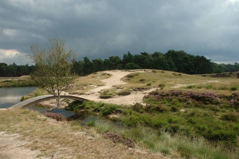 Reliëfrijke heide met open zand en oude heidepollen: ideaal zandhagedishabitat (foto: Angela de Wild)