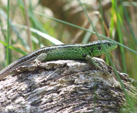 Zandhagedis met teek bij voorpoot (foto: Conn Barrett)