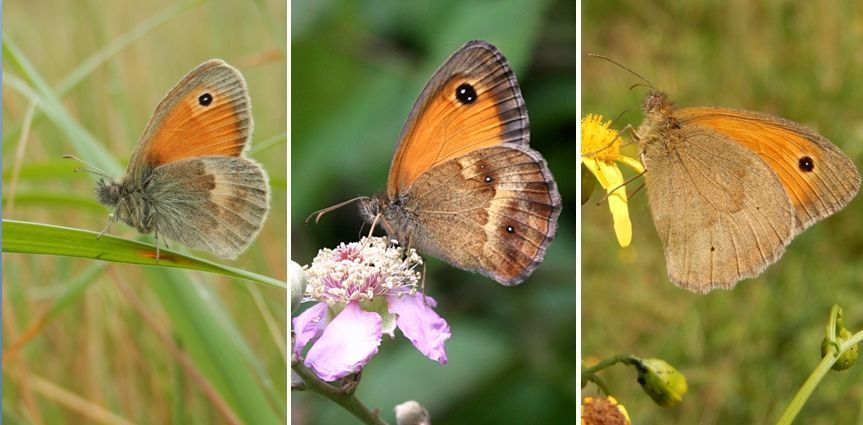 V.l.n.r. hooibeestje, oranje zandoogje en bruin zandoogje (foto’s: Kars Veling)