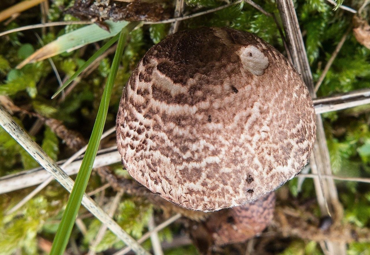 Zandparasolzwam, hoed (foto: Alfons Vaessen)