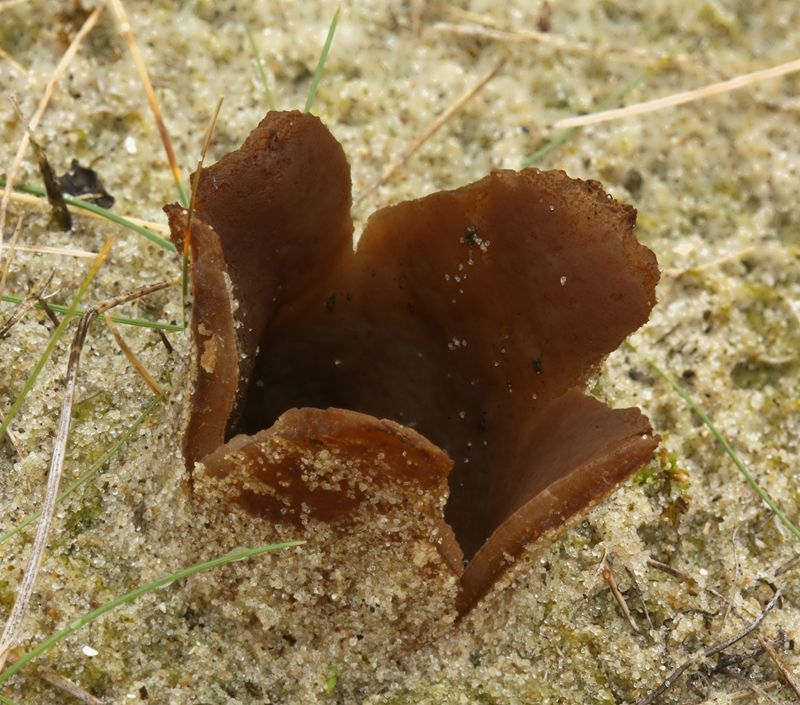 Zandtulpje (foto: Menno Boomsluiter)