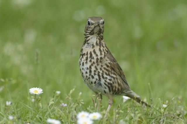 Zanglijster (foto: Piet Munsterman, Saxifraga)