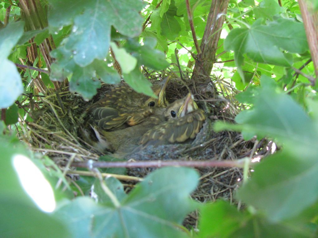 Deze jonge zanglijsters keken verrast op toen de heggenschaar hun nest passeerde. Voor hen liep het gelukkig wel goed af (Foto: Andy Vierstraete)