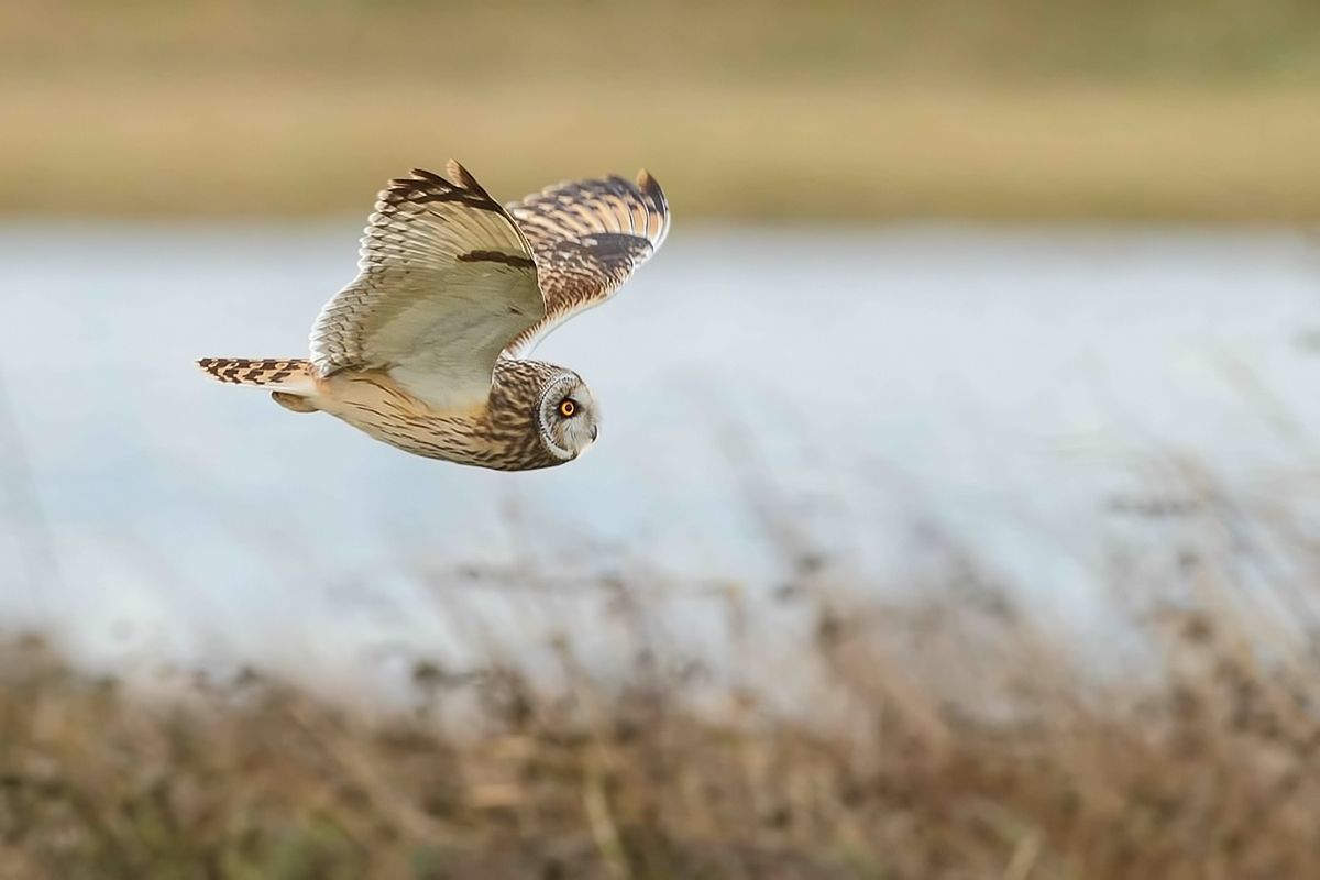 Sinds 15 november werden er in België op meer dan 30 plaatsen Velduilen opgemerkt (foto: Raymond De Smet)