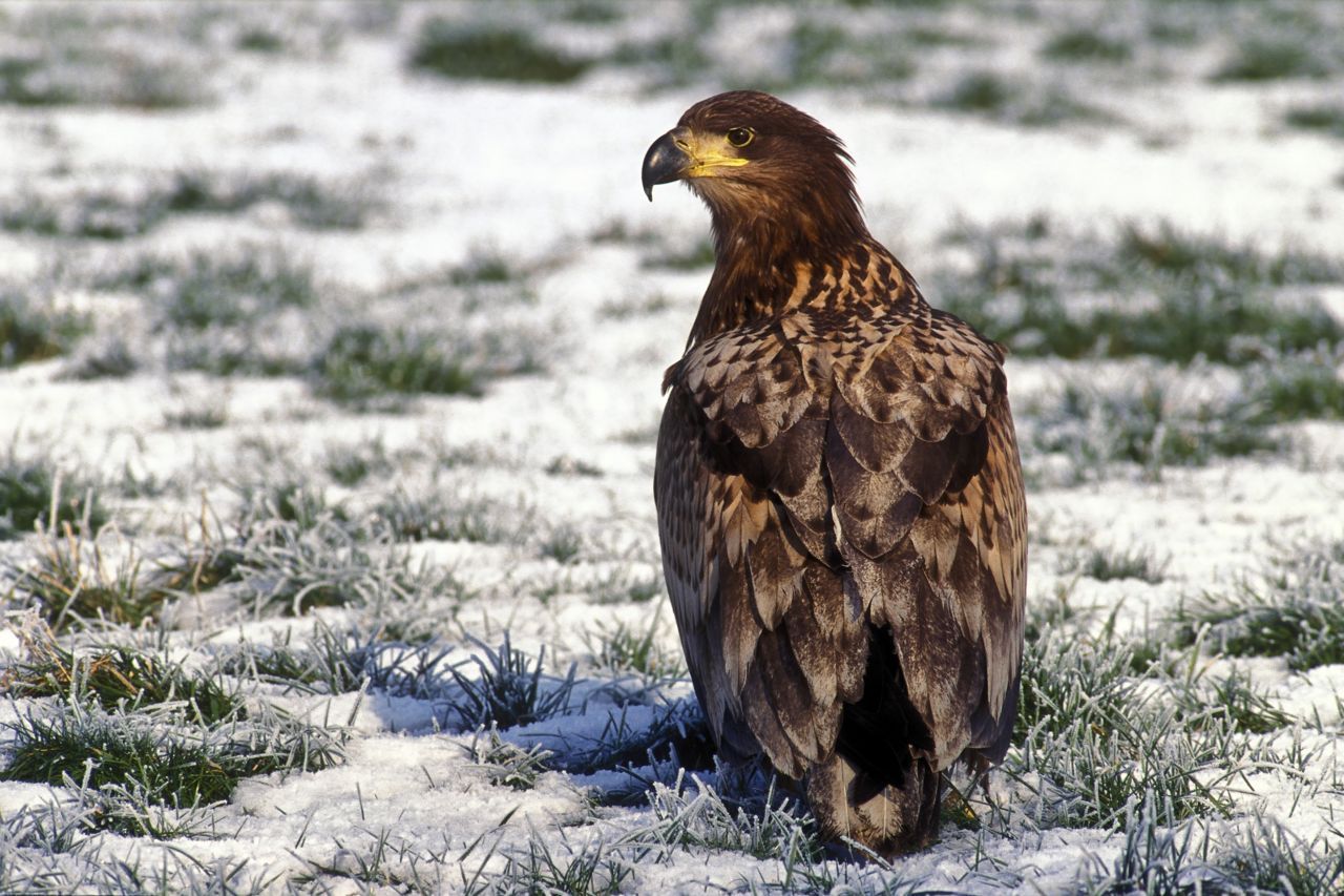 Negen kansen op tien dat een bericht over de Europese Zeearend (Haliaeetus albicilla) wordt vergezeld van een plaat van een Amerikaanse Zeearend (Haliaeetus leucocephalus), gewoon, omdat die laatste gemakkelijker beschikbaar lijkt in de meeste door journalisten geraadpleegde fotodatabanken (foto: Norbert Huys)