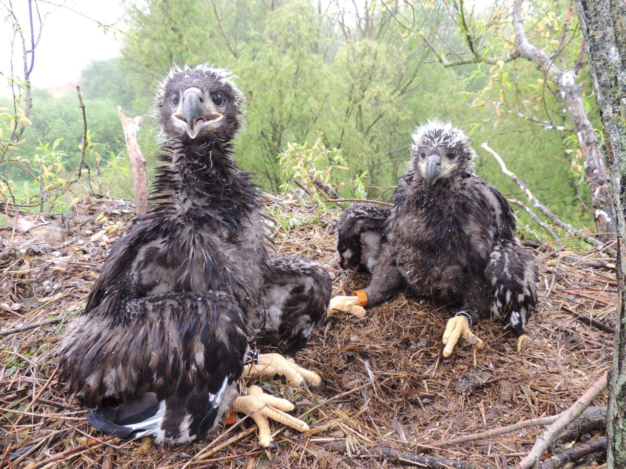 Zeearendnest in het Lauwersmeer, 2013, met twee net geringde jongen (foto: Peter de Boer)