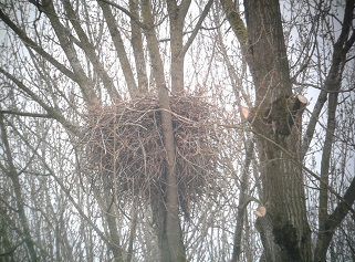 Zeearendnest in het Roggebotzand, 2013 (foto: Albert de Jong)