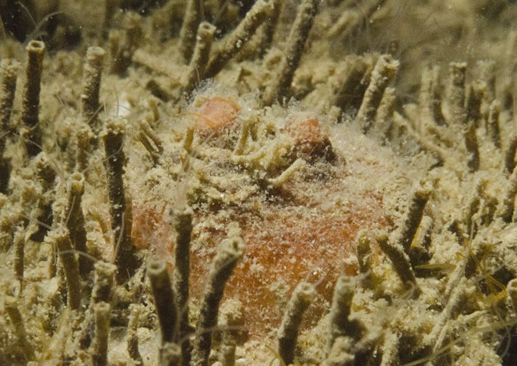 Zeebes in Grevelingenmeer (foto: Peter H. van Bragt)