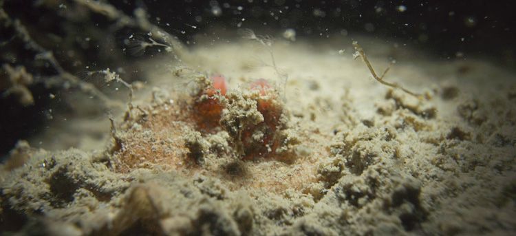 Verstoord Zeebesje dat zich ingetrokken heeft, Grevelingenmeer, 2012 (foto: Peter H. van Bragt)