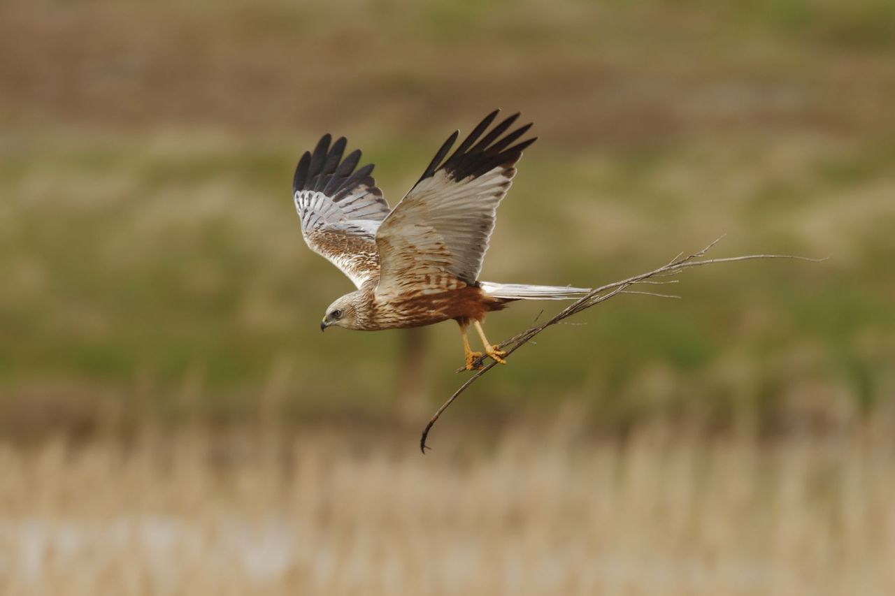 Man Bruine Kiekendief met nestmateriaal boven een rietveld (foto: Raymond De Smet)