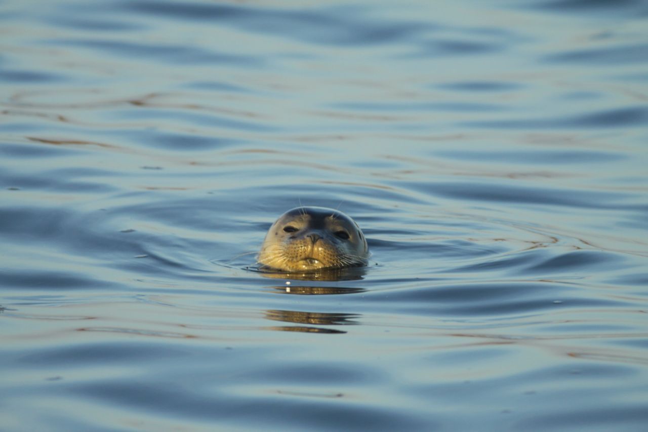 Zeehond in de Biesbosch (foto: Staatsbosbeheer, boswachter Thomas van der Es)