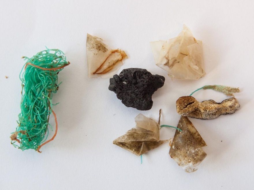 Stukjes doorzichtig folie, draden en stenen, gevonden in zeehondenmaag (foto: Jan Andries van Franeker)