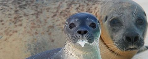 Zeehondenpups drinken melk wanneer ze aan land kunnen (foto: Salko de Wolf)