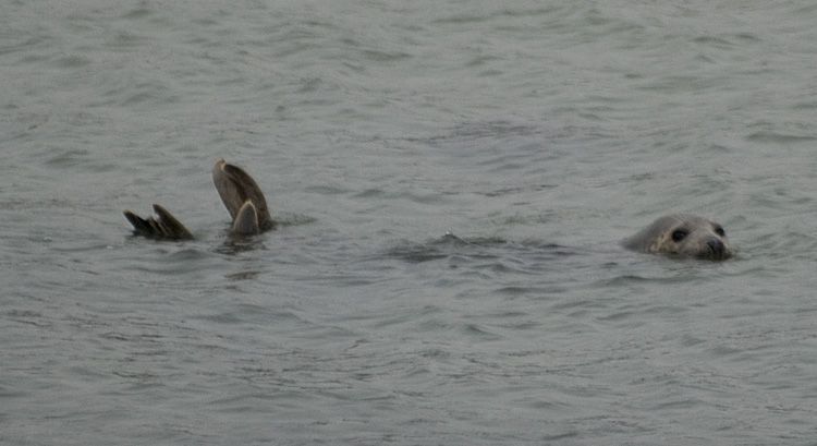 Zeehond in Grevelingenmeer (foto: Peter H. van Bragt)