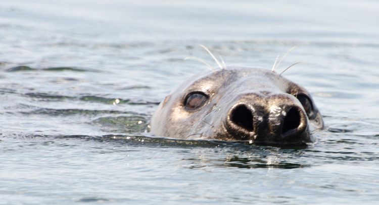 Zeehond bij Brouwersdam, Grevelingenmeer 2011 (foto: Peter H. van Bragt)