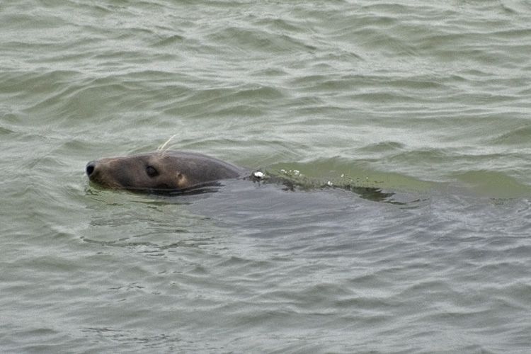 Zeehond in Grevelingenmeer (foto: Peter H. van Bragt)