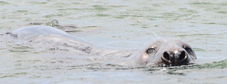 Zeehond bij Brouwersdam, Grevelingenmeer 2011 (foto: Peter H. van Bragt)