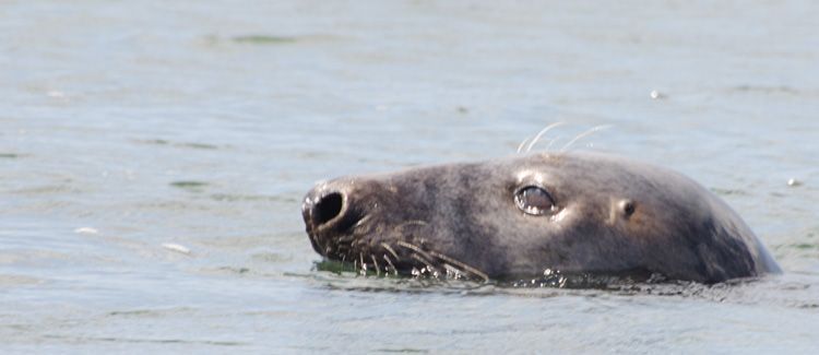 Zeehond bij Brouwersdam, Grevelingenmeer 2011 (foto: Peter H. van Bragt)