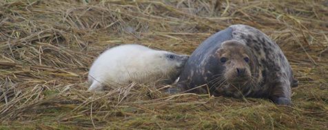 Grijze zeehond met pup op Griend (foto: Marjolein Post)