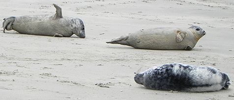 Groep rustende zeehonden: links volledig verhaarde jonge grijze zeehond, rechts de jonge grijze zeehond met nog witte puppenharen op het achterlijf (foto: Saskia Poelman)