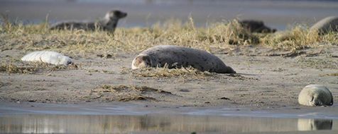 Grijze zeehonden en pups op Richel (foto: Geert Aarts)