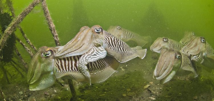 Wanneer komen dit jaar de eerste Zeekatten de Oosterschelde in (foto: Peter H. van Bragt)