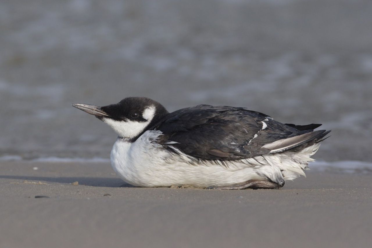 Zeekoet op strand (foto: Patrick Beirens)