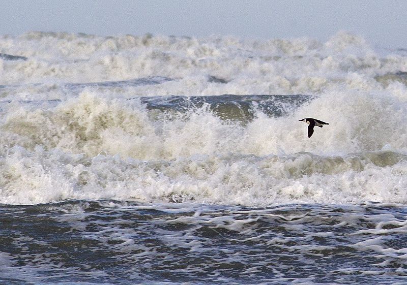 Langsvliegende zeekoet bij Katwijk (foto: René van Rossum)