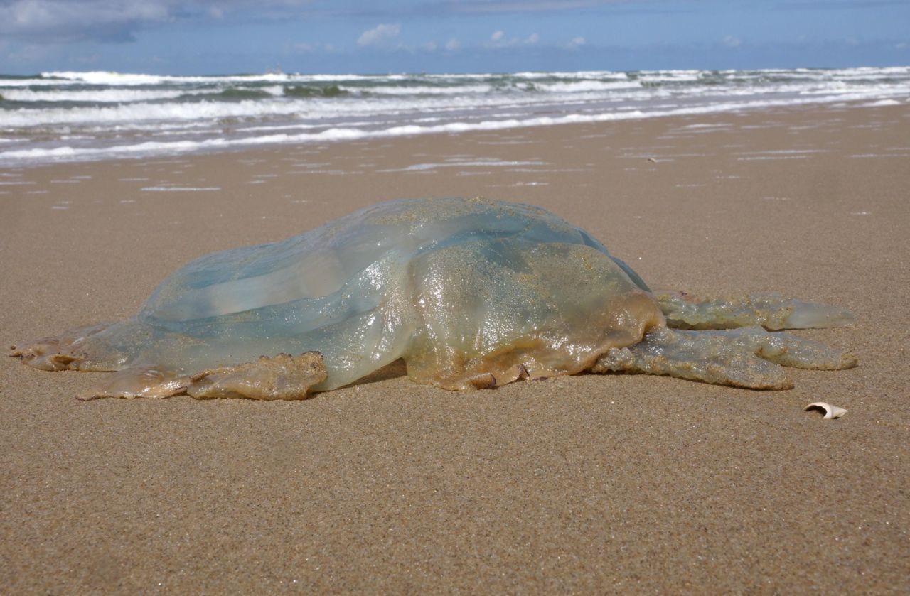 Bij strandpaal 8 op Texel lag een kwal van vijftig centimeter (foto: Foto Fitis, Sytske Dijksen)