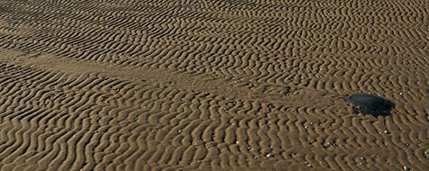 Zeepaddenstoel met spoor (foto: Foto Fitis, Sytske Dijksen)