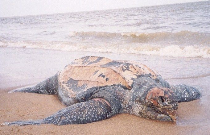 Aangespoelde dode zeeschildpad (foto: Edo Goverse)