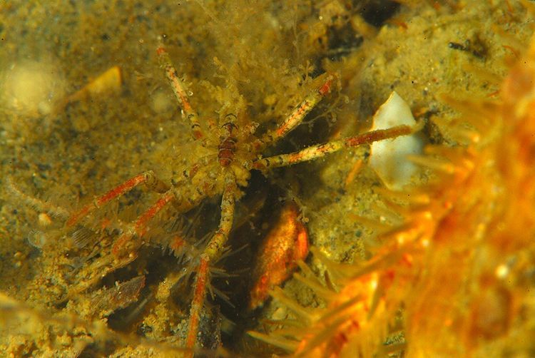 Nieuwe exotische zeespin is meest gelezen natuurbericht van 2013 (foto: Jan Vossen)