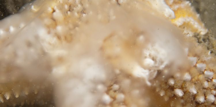 Detailfoto sperma afscheidend mannetje zeester (foto: Peter H. van Bragt)