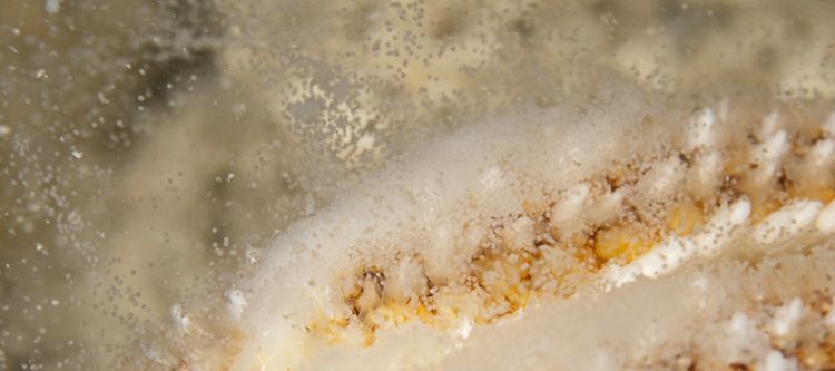 Detailopname eitjes afscheidend vrouwtje zeester (foto: Peter H. van Bragt)