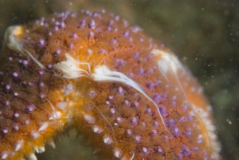 Een mannetje zeester spuit ontelbare spermacellen in langsstromende zeewater