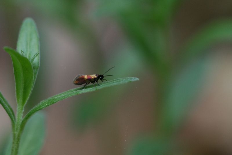 De minuscule Zeggeoermot (foto: Robin Vermylen).