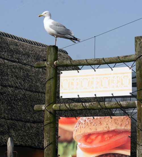 Zilvermeeuw in stad (foto: Jasper de Ruiter)