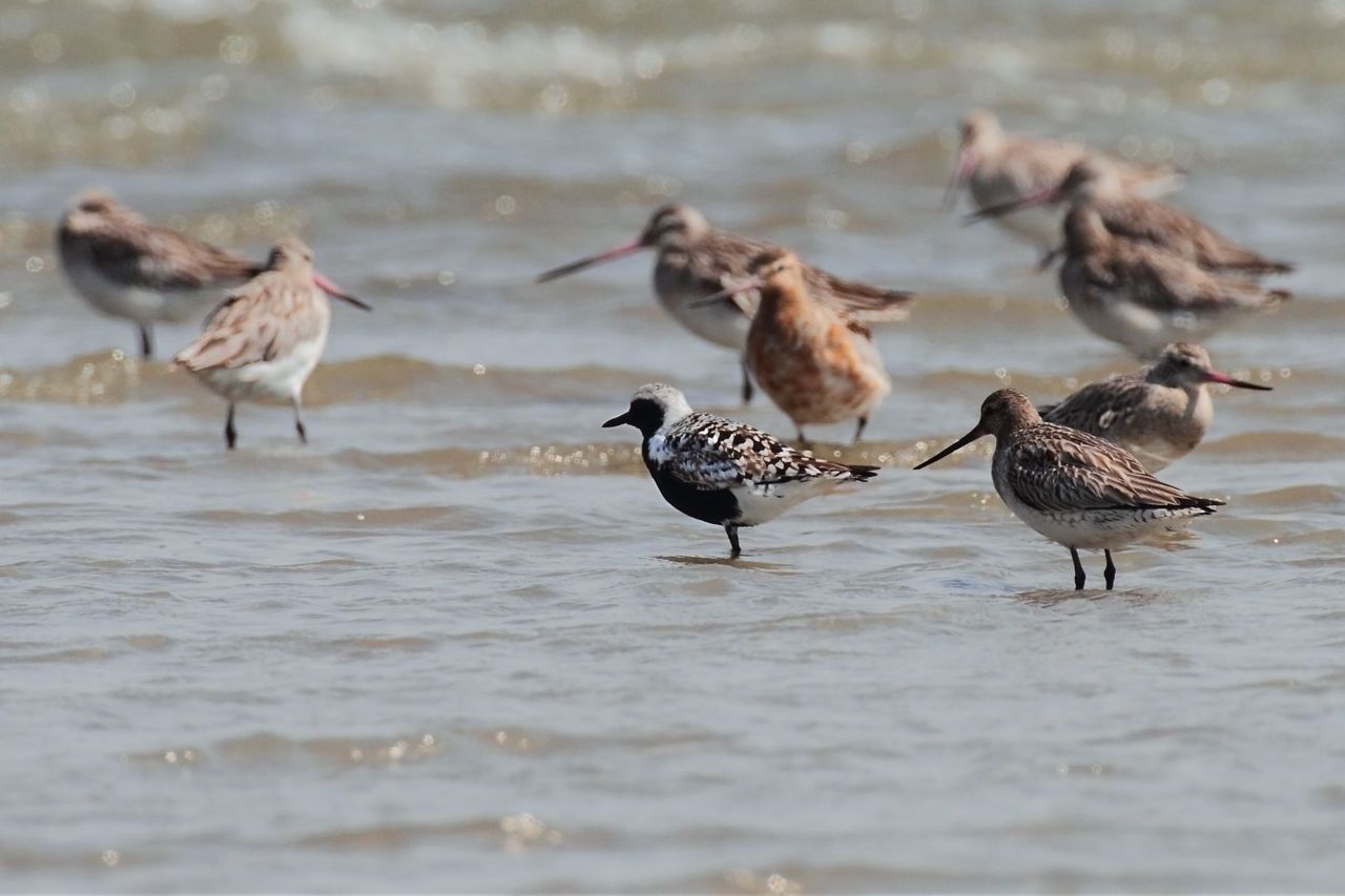 Vogels op het wad bij Terschelling (foto: Koos Dansen)