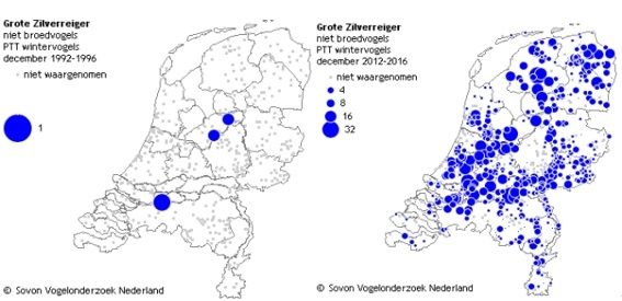 Grote zilverreiger (foto: Vogelbescherming Nederland)