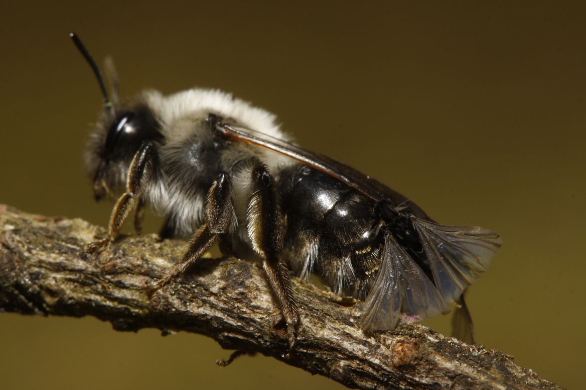 Grijze zandbij (Andrena vaga) met een mannetje van het zandbijwaaiertje op het achterlijf, parend met een vrouwtje in het achterlijf (foto: J.T. Smit)