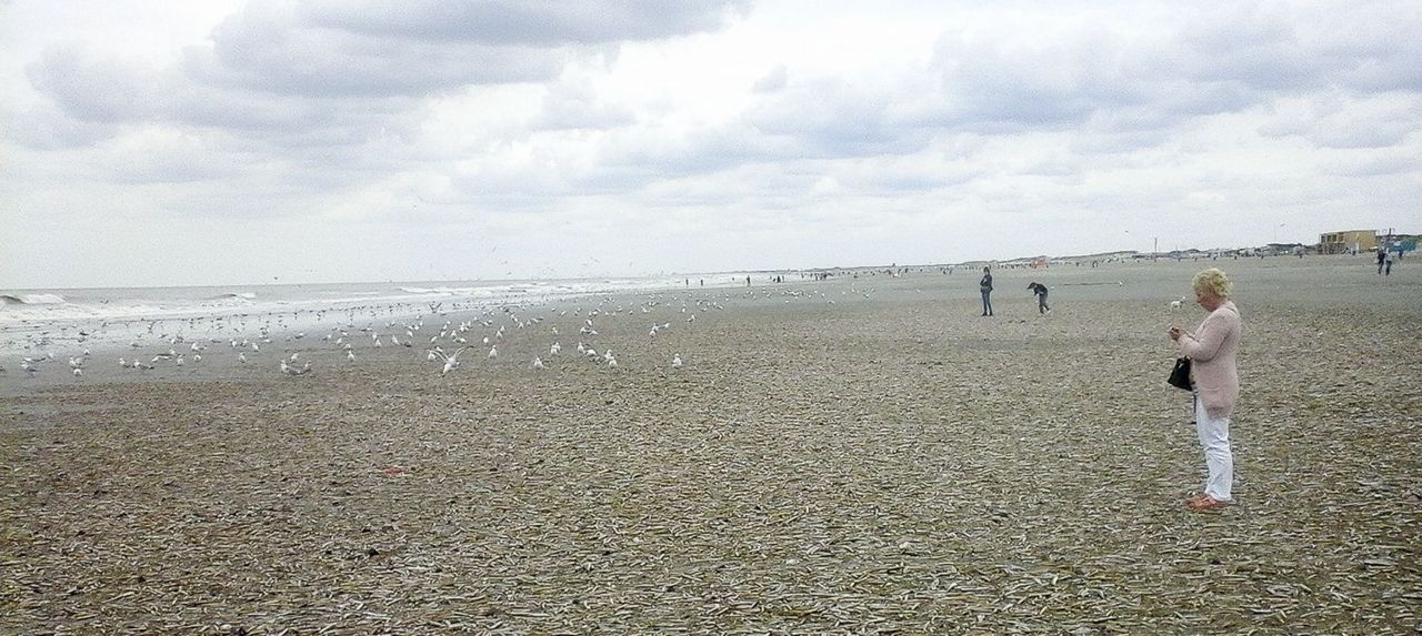 Strandjutters en zeemeeuwen genoten van de enorme aantallen schelpdieren die de zomerstorm van 25 juli op het Noordzeestrand had gedeponeerd (foto: Gab Mulder)