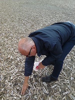 Tussen de massaal aangespoelde tweekleppige schelpdieren werden ook grote aantallen andere soorten zeedieren aangetroffen (foto: Ingrid Mulder)