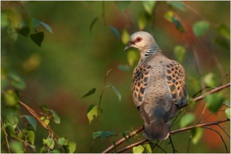 Het klassieke beeld van een zomertortel in haar biotoop, steeds meer een zeldzaamheid (Foto: David Verdonck)