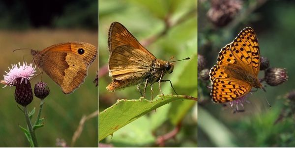 Zomervlinders die al vliegen, v.l.n.r. bruin zandoogje, groot dikkopje en duinparelmoervlinder (foto: Kars Veling)