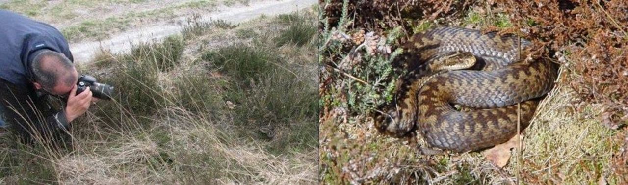 De zonnende adders laten zich mooi zien en fotograferen nu ze hun hibernacula hebben verlaten (foto links: Richard Struijk, foto rechts: Arnold van Rijsewijk)