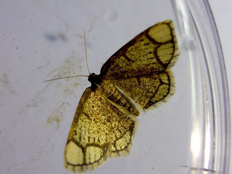 De eerste zoomvlekspanner van Nederland (foto: Eric Poulsen)