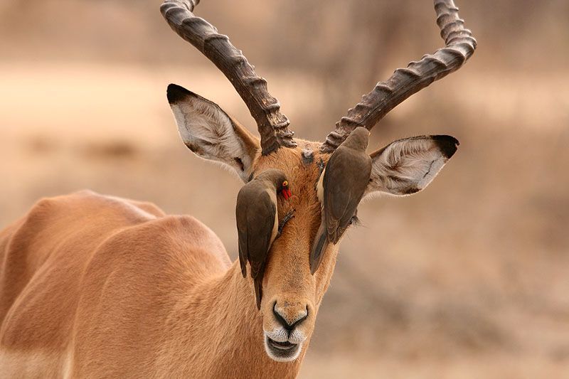 Ter vergelijk, roodsnavelossenpikker op impala in Zuid-Afrika (foto: Roeland Vermeulen)