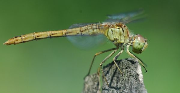 Als het nog even goed weer blijft, dan bestaat de kans dat deze Zuidelijke heidelibel zich nog laat opmerken. (foto: Jaap Bouwman)