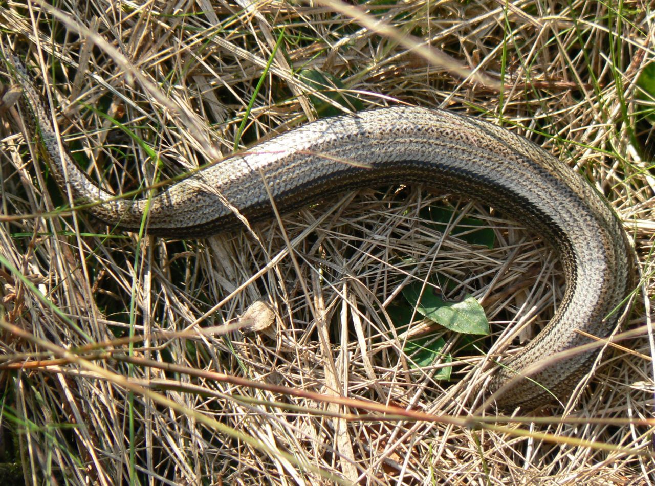 Zonnende zwangere hazelworm (foto: Annemarie van Diepenbeek)