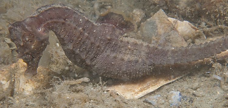 Zwanger mannetje Kortsnuitzeepaardje, Oosterschelde (foto: Peter H. van Bragt)